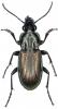 Poecilus lepidus